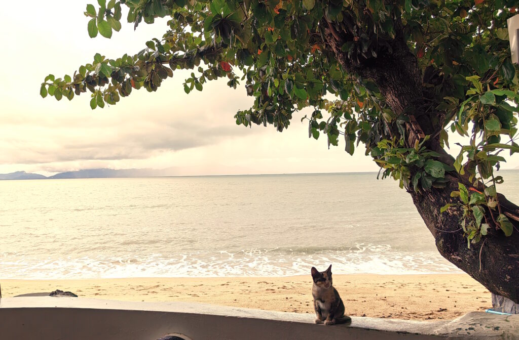 Koh Samui cat